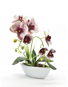 Latex orchid DGK53