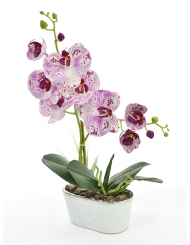 Latex orchid DGK54