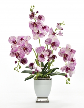 Artificial Latex orchid DGK55