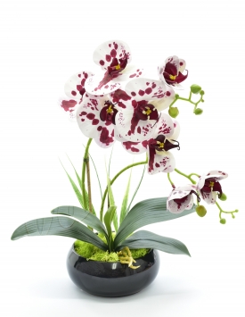 copy of Latex orchid DGK53